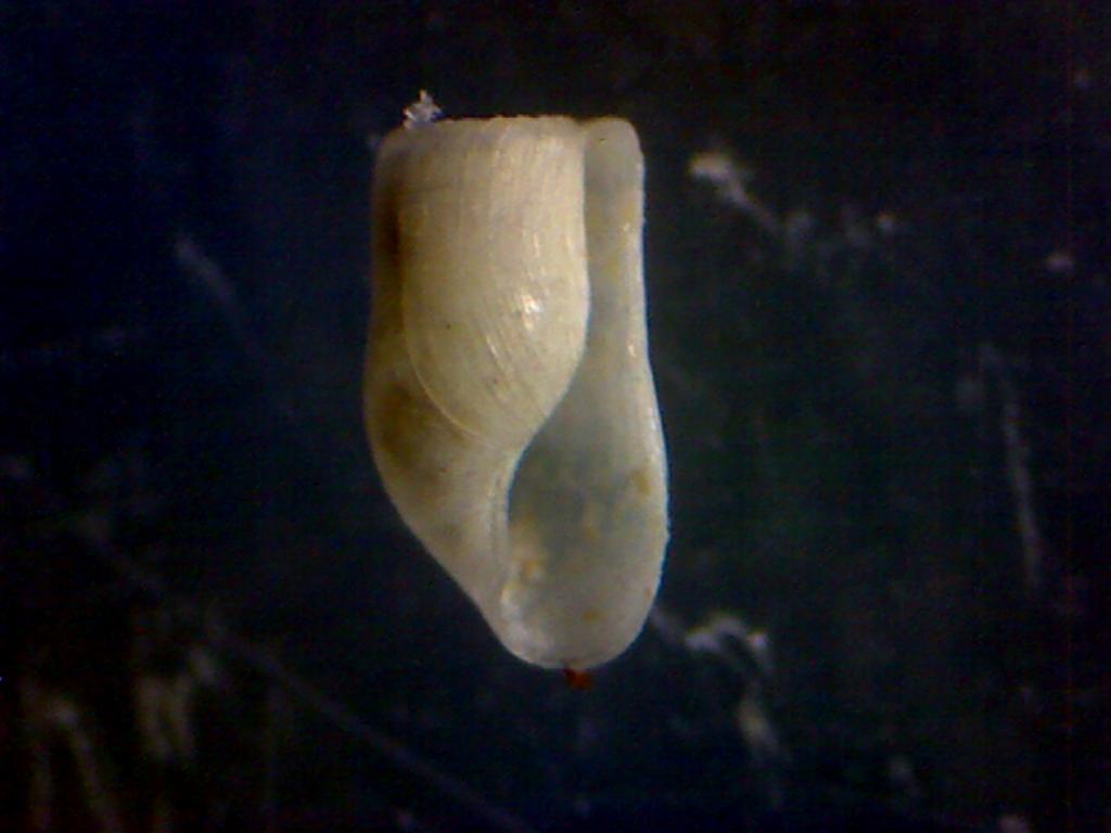 Retusa truncatula?